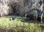Cow in Everglades